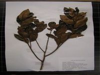 Herbarium sample